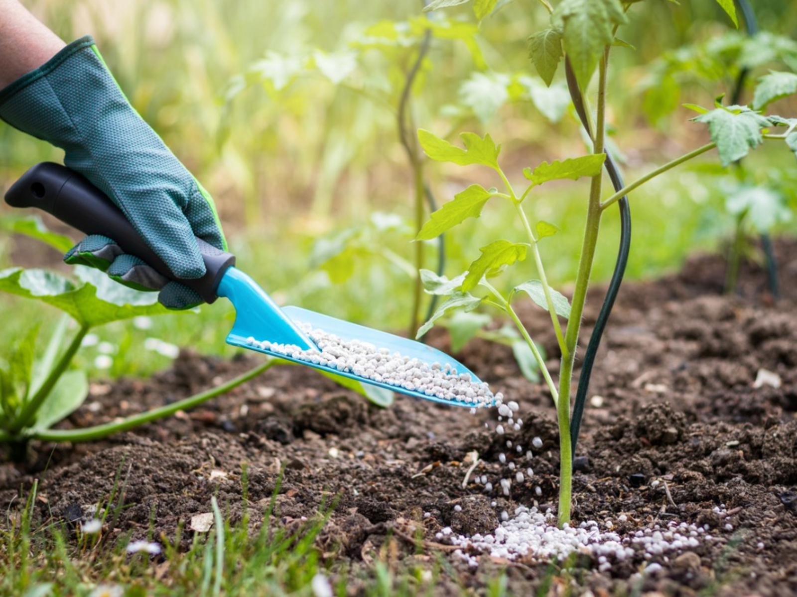 organic fertilizer